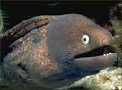 Moray Eel Animal Wildlife