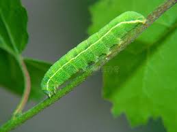 Attēlu rezultāti vaicājumam “Orthosia sp.”