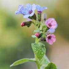 Image result for Pulmonaria officinalis