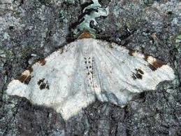 Attēlu rezultāti vaicājumam “Macaria notata”