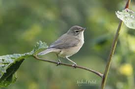 Image result for Hippolais caligata