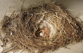 Attēlu rezultāti vaicājumam “Hirundo rustica nest”