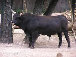 Attēlu rezultāti vaicājumam “Bos primigenius taurus”