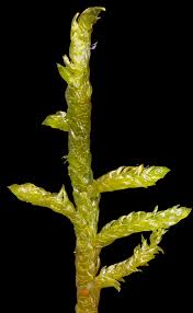 Attēlu rezultāti vaicājumam “Scorpidium scorpioides”