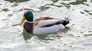 Attēlu rezultāti vaicājumam “Anas platyrhynchos male”