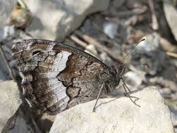 Attēlu rezultāti vaicājumam “Hipparchia alcyone”