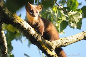 Attēlu rezultāti vaicājumam “Martes martes”