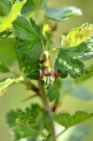 Attēlu rezultāti vaicājumam “Ribes uva-crispa flower”