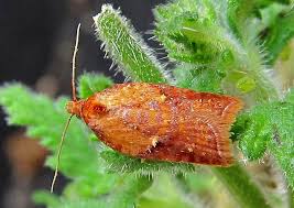 Attēlu rezultāti vaicājumam “Acleris aspersana”