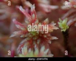 Attēlu rezultāti vaicājumam “Sphagnum russowii”