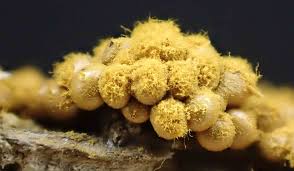 Attēlu rezultāti vaicājumam “Oligonema persimile macro”