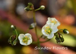Attēlu rezultāti vaicājumam “Drosera rotundifolia flower”