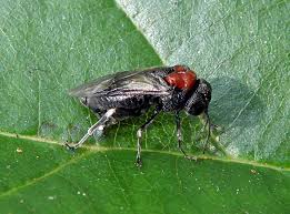 Attēlu rezultāti vaicājumam “Eriocampa ovata”