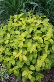 Attēlu rezultāti vaicājumam “Silene dioica leaf”