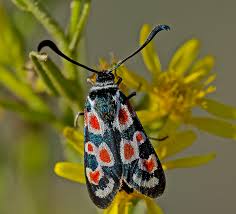 Attēlu rezultāti vaicājumam “Zygaena sp.”