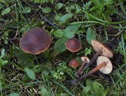 Attēlu rezultāti vaicājumam “Didymium xanthopus macro”