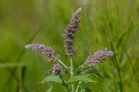 Attēlu rezultāti vaicājumam “Mentha longifolia”