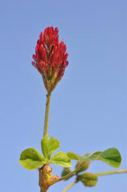 Image result for Trifolium incarnatum