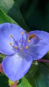Attēlu rezultāti vaicājumam “Tradescantia virginiana flower”
