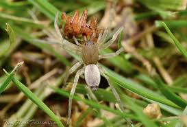 Attēlu rezultāti vaicājumam “Araneus diadematus juvenile”