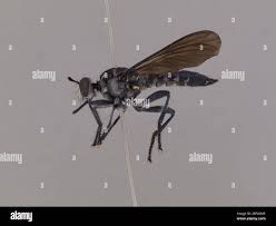 Attēlu rezultāti vaicājumam “Choerades sp.”