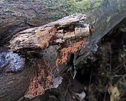 Attēlu rezultāti vaicājumam “Heterotrichia oerstedii (syn. Arcyria oerstedii)”