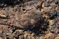 Attēlu rezultāti vaicājumam “Fuligo leviderma”