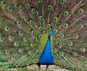 Indian Peafowl