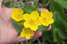 Attēlu rezultāti vaicājumam “Caltha palustris flower”