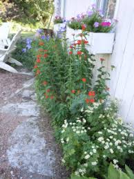 Attēlu rezultāti vaicājumam “Silene chalcedonica flower”