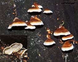 Attēlu rezultāti vaicājumam “Skeletocutis nivea”