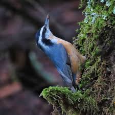 Image result for Sitta canadensis