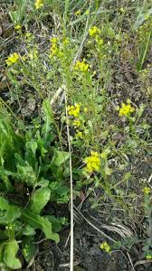 Attēlu rezultāti vaicājumam “Draba nemorosa”