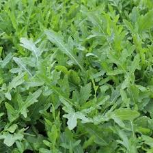 Attēlu rezultāti vaicājumam “Diplotaxis tenuifolia”