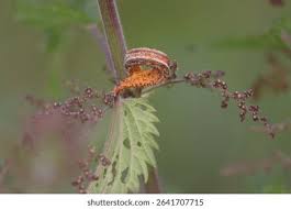 Attēlu rezultāti vaicājumam “Puccinia urticata”