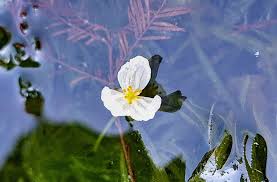 「水蘊草」的圖片搜尋結果