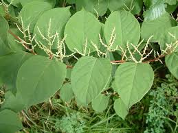 Attēlu rezultāti vaicājumam “Reynoutria japonica”