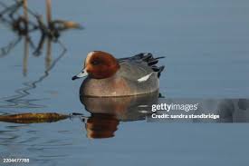 Attēlu rezultāti vaicājumam “Anas penelope”