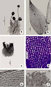 Attēlu rezultāti vaicājumam “Sphagnum fimbriatum”