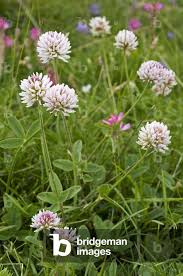 Attēlu rezultāti vaicājumam “Trifolium montanum”