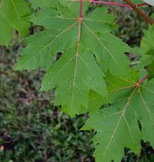 Attēlu rezultāti vaicājumam “Acer saccharinum leaf”