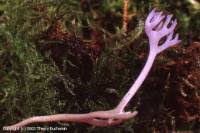 Attēlu rezultāti vaicājumam “Ramariopsis pulchella”