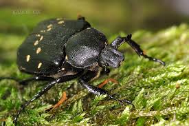 Attēlu rezultāti vaicājumam “Gnorimus variabilis”