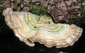 Attēlu rezultāti vaicājumam “Lenzites betulina”