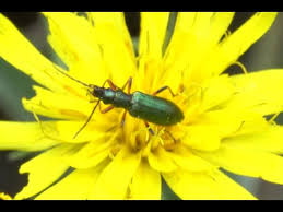 Attēlu rezultāti vaicājumam “Chrysanthia geniculata”