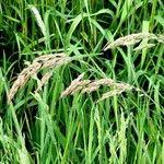 Attēlu rezultāti vaicājumam “Holcus lanatus  fruit”