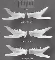 Image result for Lutjanus novemfasciatus