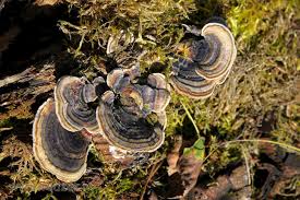Attēlu rezultāti vaicājumam “Trametes versicolor”
