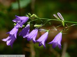 Attēlu rezultāti vaicājumam “Campanula rotundifolia leaf”