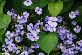 Attēlu rezultāti vaicājumam “Silene viscaria fruit”